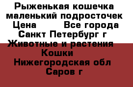 Рыженькая кошечка маленький подросточек › Цена ­ 10 - Все города, Санкт-Петербург г. Животные и растения » Кошки   . Нижегородская обл.,Саров г.